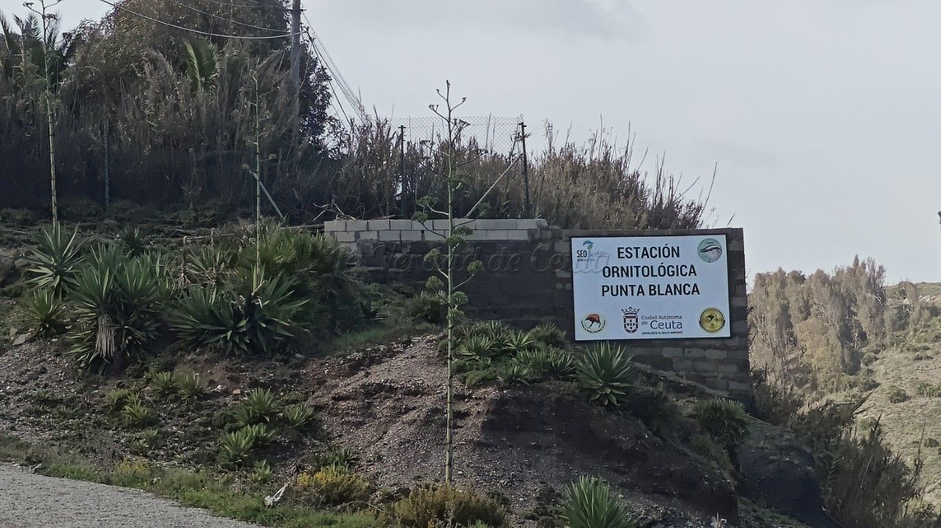 SEO/BirdLife reclama la protección efectiva de las ZEPA de Ceuta en el Día Europeo de la Red Natura 2000